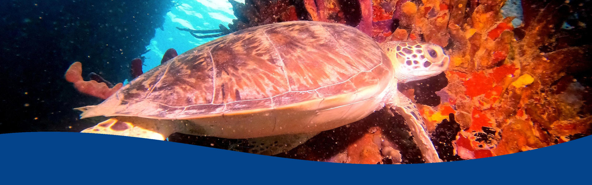 Jacksonville Scuba Diving Classes North Florida Divers